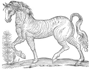 De quadrupedibus solidipedibus volumen integrum