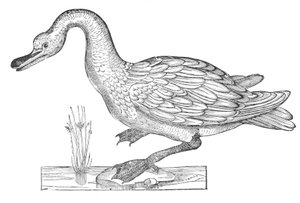 Ornithologiae hoc est de avibus historiae libri XII