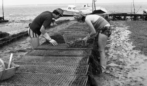 6080 C18 Ostregrower Vendee Oysterben, 1974. augusztus alkotó: Unbekannt