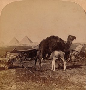 A sivatag babája, Egyiptom, 1896 alkotó: Unbekannt