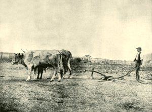 A Bullock Plough Team, 1901. alkotó: Unbekannt