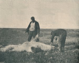 Egy döglött medve a Rénszarvas-szigeten 1893. augusztus 21., 1893. 1897. alkotó: Unbekannt