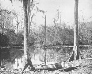 A St. Johns River feederje, Florida, USA, 1900 körül. alkotó: Unbekannt