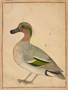Egy zöldszárnyú kékeszöld, kb. 1730. alkotó: Unbekannt