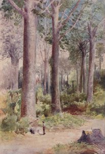 Kauri-erdő, 1923. alkotó: Unbekannt