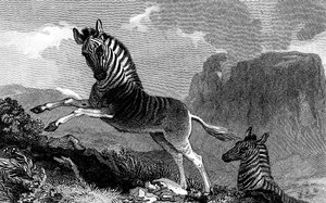 A Quagga, 1815 alkotó: Unbekannt