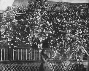 A Rose-Decked Home, Dél-Kalifornia, USA, 1900. sz. alkotó: Unbekannt