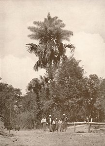 Talipot pálma virágban, 1900. alkotó: Unbekannt