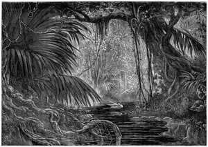 Erdei jelenet Peruban, 1877 alkotó: Unbekannt