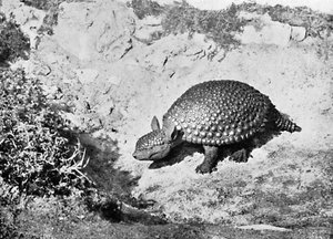 Egy glyptodon, XX. század alkotó: Unbekannt