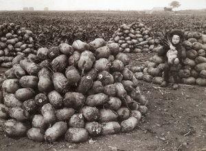 Egy kislány betakarított fehérrépával, Landskrona közelében, Svédországban, 1910 alkotó: Unbekannt