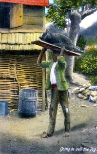 Egy férfi a piacra tart, hogy disznót adjon el, Jamaica, 1900-as évek alkotó: Unbekannt
