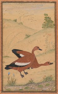 Egy pár brahmini kacsa, kb. 1595, a szegélyek valószínűleg az 1800-as évekből származnak. alkotó: Unbekannt