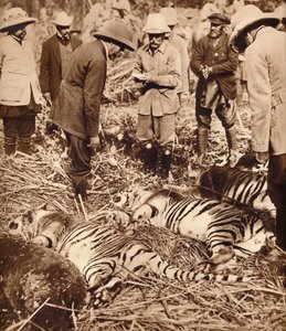Egy királyi táska tigrisekből, 1911-1935. alkotó: Unbekannt