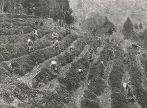 Teaültetvény a városon kívül, Kobe, Japán, 1895. alkotó: Unbekannt
