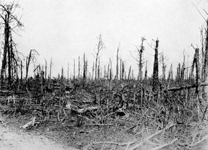 Egy erdő Somme környékén, Franciaország, 1916, 1920 körül alkotó: Unbekannt