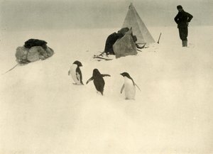 Adelie Penguins látogatás egy táborban c1908, 1909. alkotó: Unbekannt