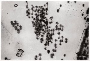 Légifelvétel pálmaárnyékról az arab sivatagban, egy Zeppelinről, 1931 1933 alkotó: Unbekannt