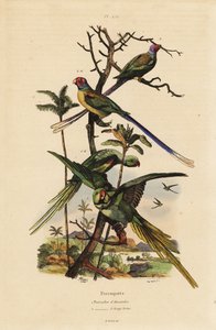 Alexandrina papagáj, Psittacula eupatria és hosszú farkú papagáj, Psittacula longicauda alkotó: Unbekannt