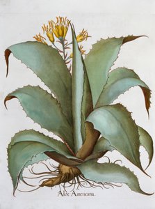 Amerikai Aloe Aloe Americana, 1613 alkotó: Unbekannt