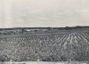 Egy ausztrál szőlőültetvény, 1923. alkotó: Unbekannt