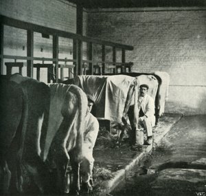 Egy korszerű fejő istálló a Walker-Gordon Farmon, 1902. alkotó: Unbekannt