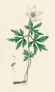 Anemone nemorosa. Erdei kökörcsin, 19. század alkotó: Unbekannt