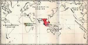 Anthropoidea - Hylobates Red, Simia Blue, Gorilla Brown, Anthropopithecus Green, 1897 alkotó: Unbekannt
