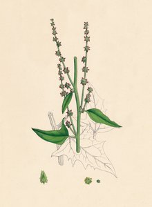 Atriplex Smithii. Smiths Orache, 19. század alkotó: Unbekannt