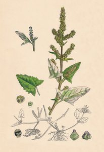 Atriplex deltoidea. Háromszöglevelű Orache, 19. század alkotó: Unbekannt