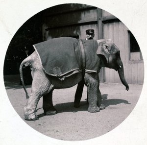 "Elefántbébi az állatkertben", 1890 alkotó: Unbekannt
