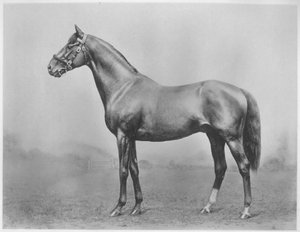 Bachelors gomb. Winkfield – Milady, 1911 alkotó: Unbekannt