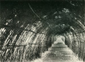 Bamboo Avenue, Barrackpore, 1904, 1925. alkotó: Unbekannt