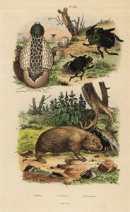 Bambuszgomba, Phallus indusiatus 1, szkarabeusz trágyabogarak, Coprophanaeus ensifer 2 és színésznők Diabroctis 3, valamint közönséges vombat, Vombatus ursinus 4 alkotó: Unbekannt