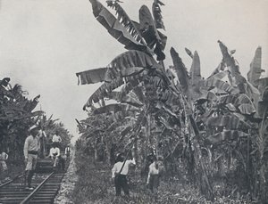 Banánültetvény, 1924 alkotó: Unbekannt