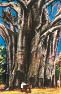 Baobab fák, Usambara-hegység, 1928. alkotó: Unbekannt