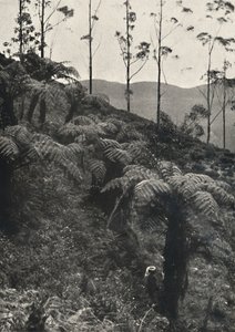 Baumfarne Alsophila crinita u. a., 1926 alkotó: Unbekannt