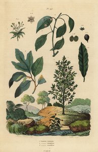 babér, Laurus nobilis 1, kámforfa, Cinnamomum camphora 2 és sassafras, Sassafras albidum 3 alkotó: Unbekannt
