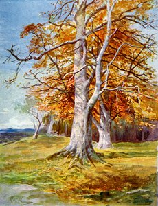 Bükkfa, 1900. ősz alkotó: Unbekannt