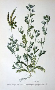 Madártalp, 1893 alkotó: Unbekannt