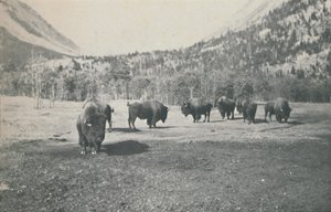Bölény, 1916 alkotó: Unbekannt