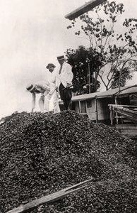 Az Amazonas-völgyből betakarított brazil dió, 1900-as évek alkotó: Unbekannt