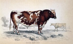British Short Horn, 1839 alkotó: Unbekannt