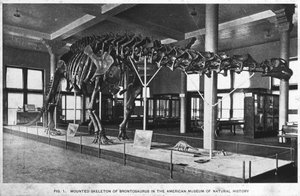 Brontosaurus csontváz, Amerikai Természettudományi Múzeum, New York, USA, XX. század eleje alkotó: Unbekannt