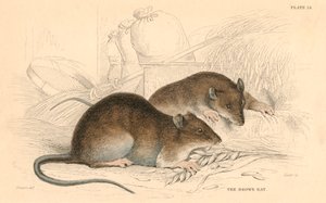 Barna patkány Rattus rattus, 1828 alkotó: Unbekannt