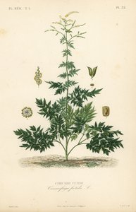 Bugbane vagy cohosh, Actaea cimicifuga, Cimicifuga foetida, Cimicaire fetide alkotó: Unbekannt