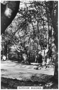 Burnham Beeches, Buckinghamshire, 1937 alkotó: Unbekannt