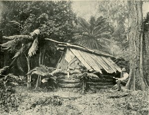 Bush Hut, Dandenong Ranges, Victoria, 1901. alkotó: Unbekannt