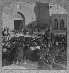 Kecskevásárlás a Damaszkusz-kapunál, Jeruzsálem, 1900 alkotó: Unbekannt