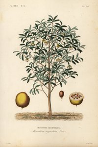 Calabash szerecsendió, Monodora myristica, Monodore aromatique alkotó: Unbekannt